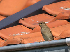 Passer domesticus