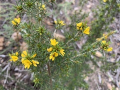 Pultenaea acerosa