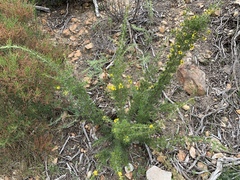 Pultenaea acerosa