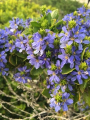 Scaevola nitida