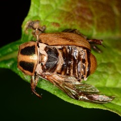 Entomophthorales