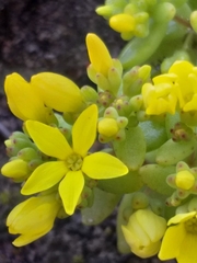 Crassula sebaeoides