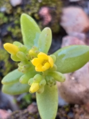 Crassula sebaeoides
