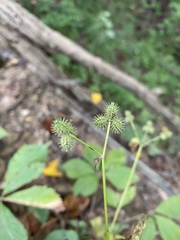 Sanicula canadensis canadensis