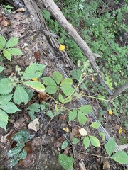 Sanicula canadensis canadensis