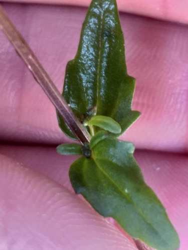 Image of Nemesia pageae by (c) kevin koen, some rights reserved (CC BY-SA)