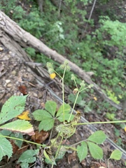 Sanicula canadensis canadensis