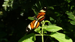 Heliconius ethilla narcaea