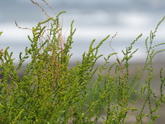 Chenopodium acuminatum virgatum