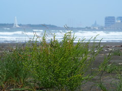Chenopodium acuminatum virgatum