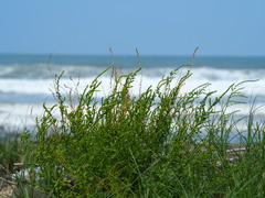 Chenopodium acuminatum virgatum