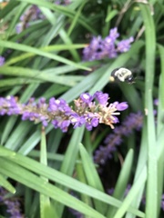 Bombus impatiens