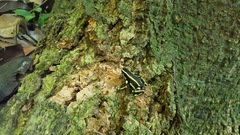 Dendrobates truncatus