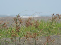 Cyperus rotundus — photo 2