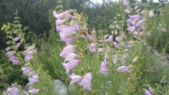 Penstemon amphorellae