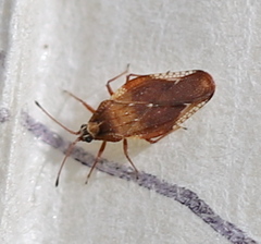 Physatocheila