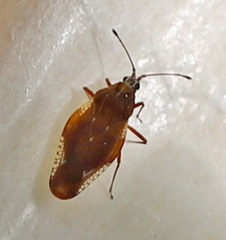 Physatocheila