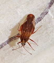 Physatocheila