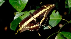 Heraclides thoas brasiliensis