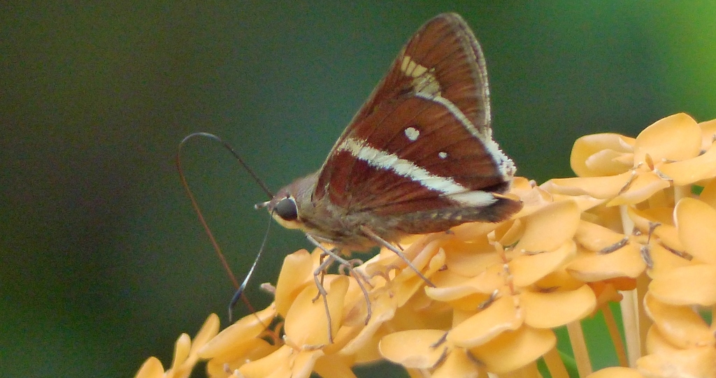 Xeniades chalestra