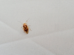 Tropidosteptes
