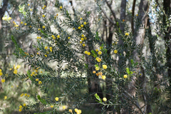 Acacia paradoxa × stictophylla
