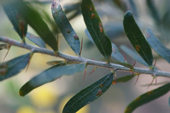 Acacia paradoxa × stictophylla