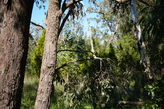 Eucalyptus radiata radiata