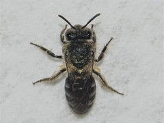 Colletes simulans miamiensis