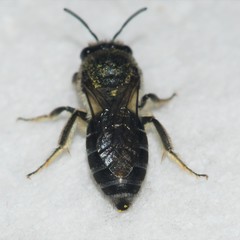 Colletes simulans miamiensis