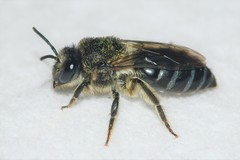 Colletes simulans miamiensis
