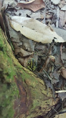 Dendrobates truncatus