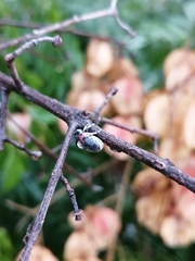 Megalostomis dimidiata