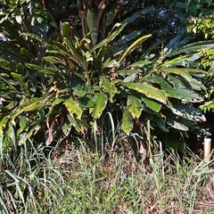 Alpinia malaccensis