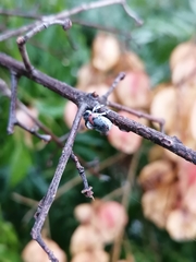 Megalostomis dimidiata