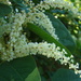 Japanese Knotweed - Photo (c) Anita, some rights reserved (CC BY-NC-SA)