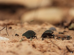 Solenosthedium rubropunctatum