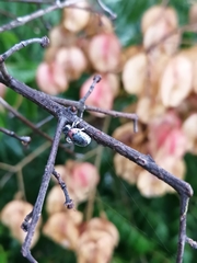 Megalostomis dimidiata