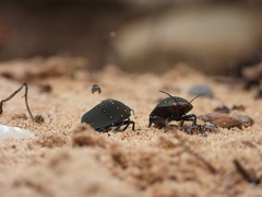 Solenosthedium rubropunctatum
