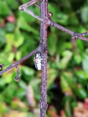 Megalostomis dimidiata