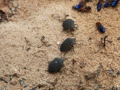 Solenosthedium rubropunctatum
