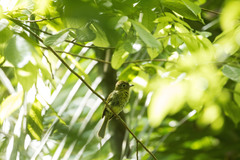 Rhynchocyclus brevirostris