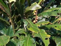 Alpinia malaccensis