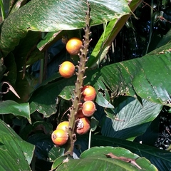 Alpinia malaccensis