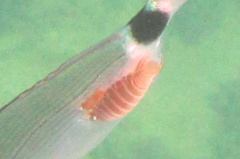 Cymothoida