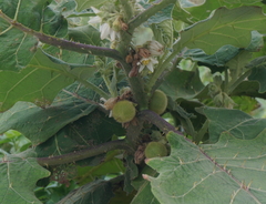 Solanum lasiocarpum