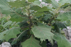 Solanum lasiocarpum