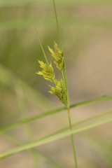 Cyperus schweinitzii