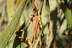 Amyema pendula pendula