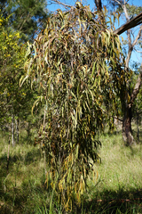 Amyema pendula pendula